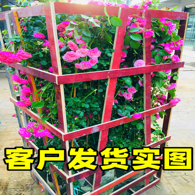 藤本月季浓香型特大花苗四季开花庭院别墅蔷薇花玫T瑰耐寒爬藤植