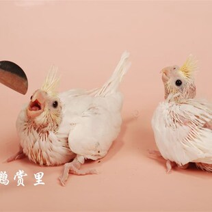 纯手养玄凤鹦鹉活鸟原始灰白子黄化珍珠说话唱歌雏鸟繁殖宠物幼鸟