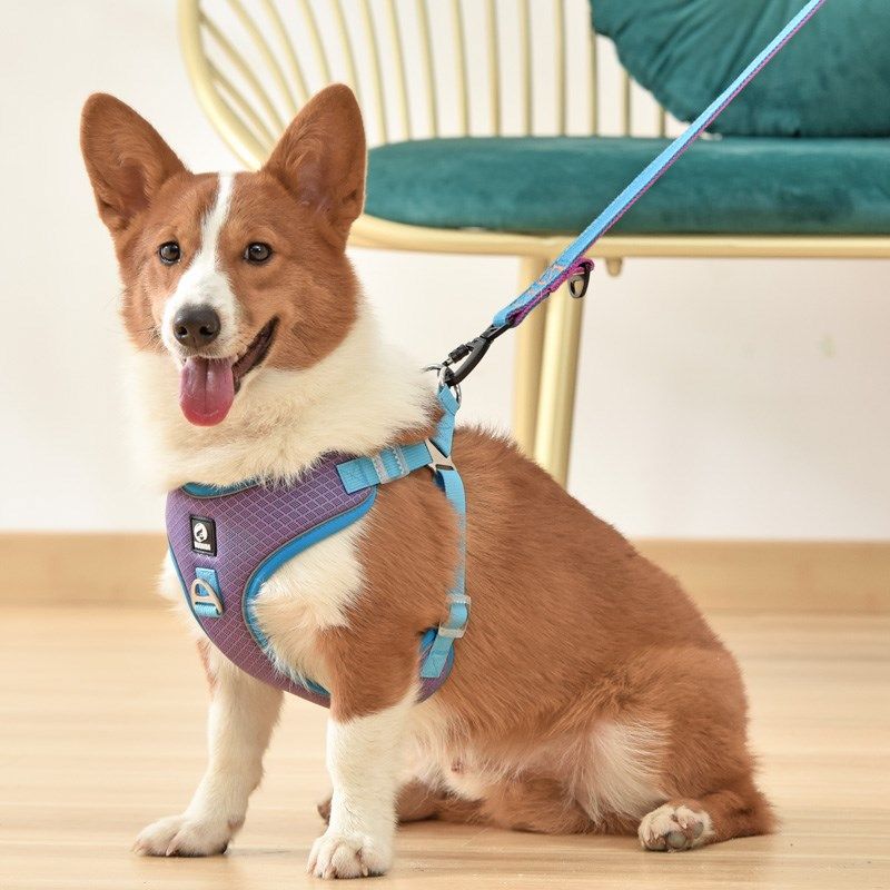 柯基犬狗狗牵引绳胸背带可调节中型犬牵狗绳遛狗绳狗链子宠物用品,宠物/宠物食品及用品,狗牵引绳,淘宝优惠券,粉丝福利购,淘宝优惠卷
