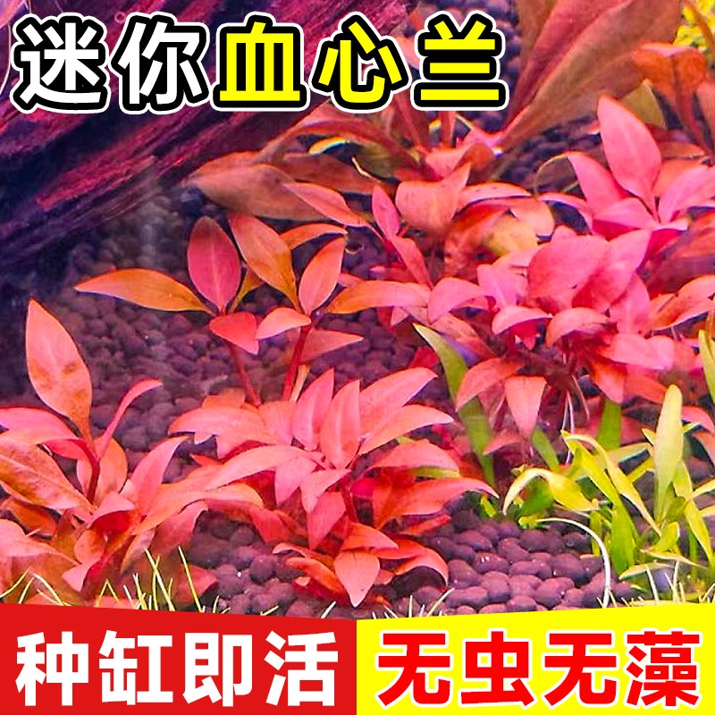 迷你血心兰红色水草前中景水下叶植物鱼缸造景草缸淡水好养易发色
