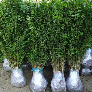 金叶女贞树苗小叶女贞工程绿化苗北方观叶常绿灌木庭院绿篱色块苗