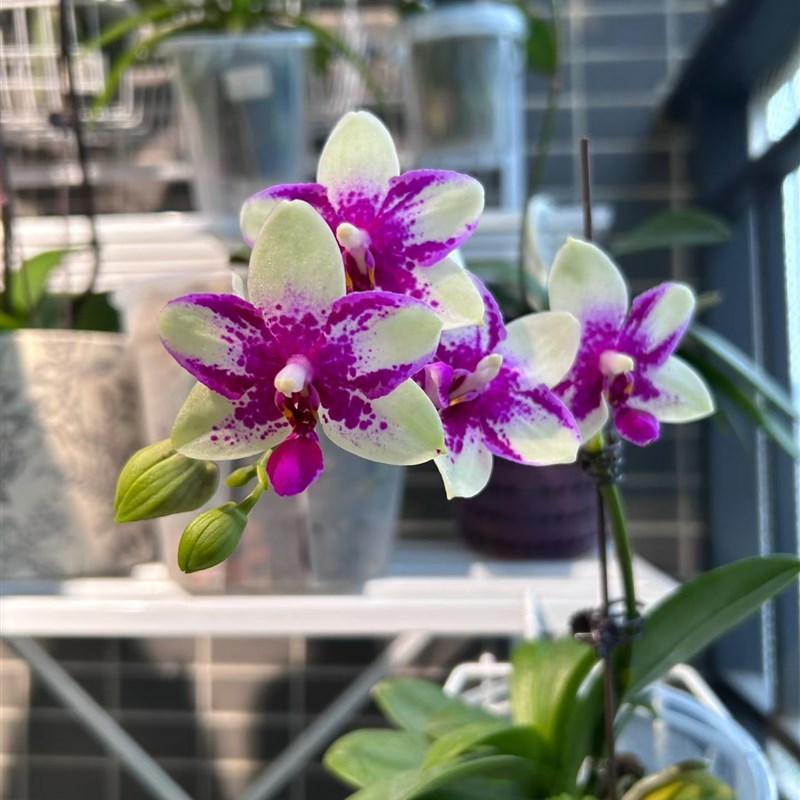 蝴蝶兰【紫钻】3.0寸杯不带花剑