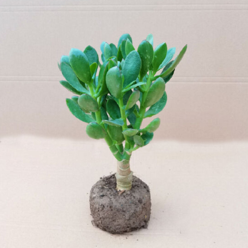 玉树老桩大株多肉植物室内阳台好养活巨型绿植盆栽的净化空气