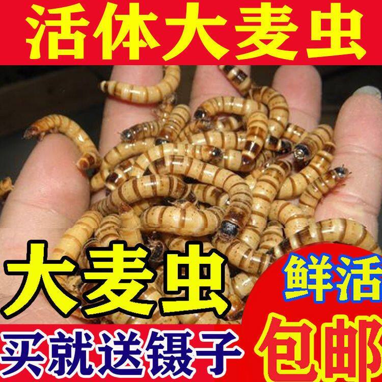 大麦虫活虫超级黄粉虫蜥蜴守宫蜘蛛龟龙鱼仓鼠刺猬八哥鸟面包活虫