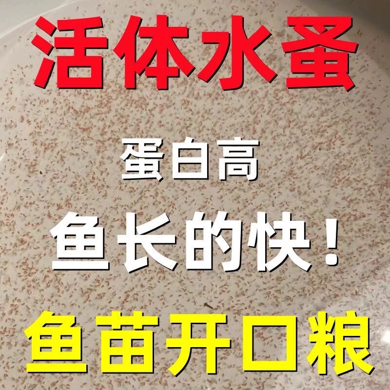 活体水蚤鱼虫 圆水蚤种营养高可繁殖心跳实验蹦蹦虫包邮