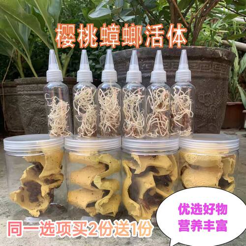 樱桃蟑螂活体饲料螳螂蜘蛛爬宠爬虫鸣虫食物饲料果蝇制造杯挤压杯