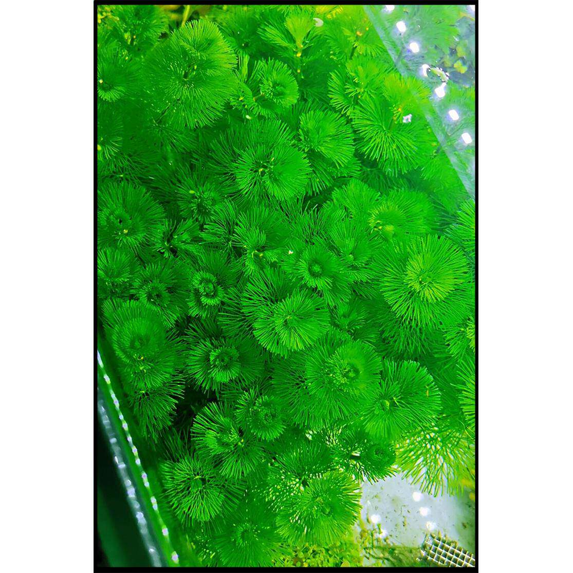 净水植物绿菊淡水鱼缸增氧造景懒人真水草耐低温鱼虾躲避后景活体