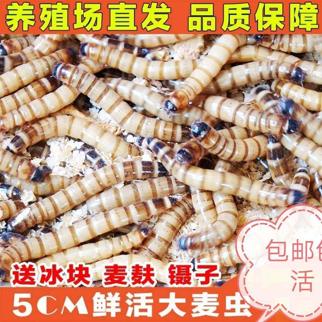 大麦虫活虫蛋白虫鲜活面包虫黄粉虫龙鱼饲料活体八哥画眉鸟食虫子