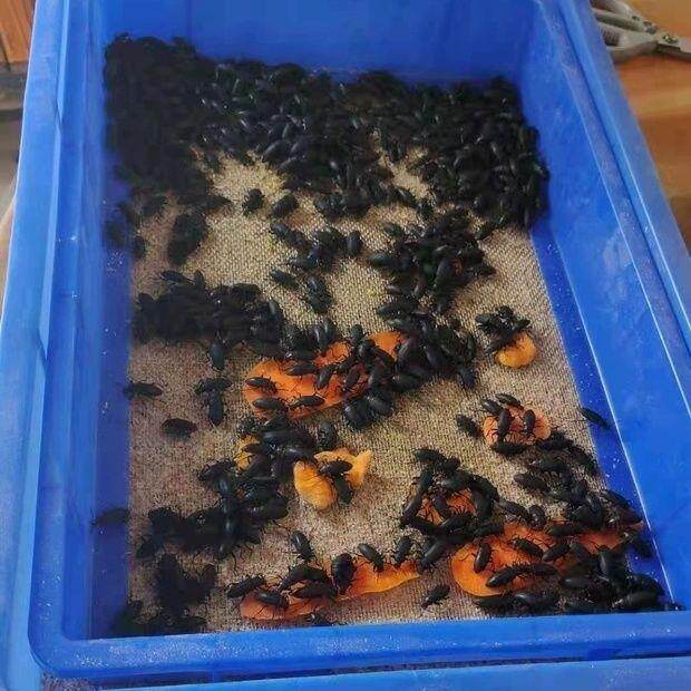蛋白虫种虫大麦虫繁殖虫面包虫大麦甲壳虫母虫小黑虫活体虫种包邮