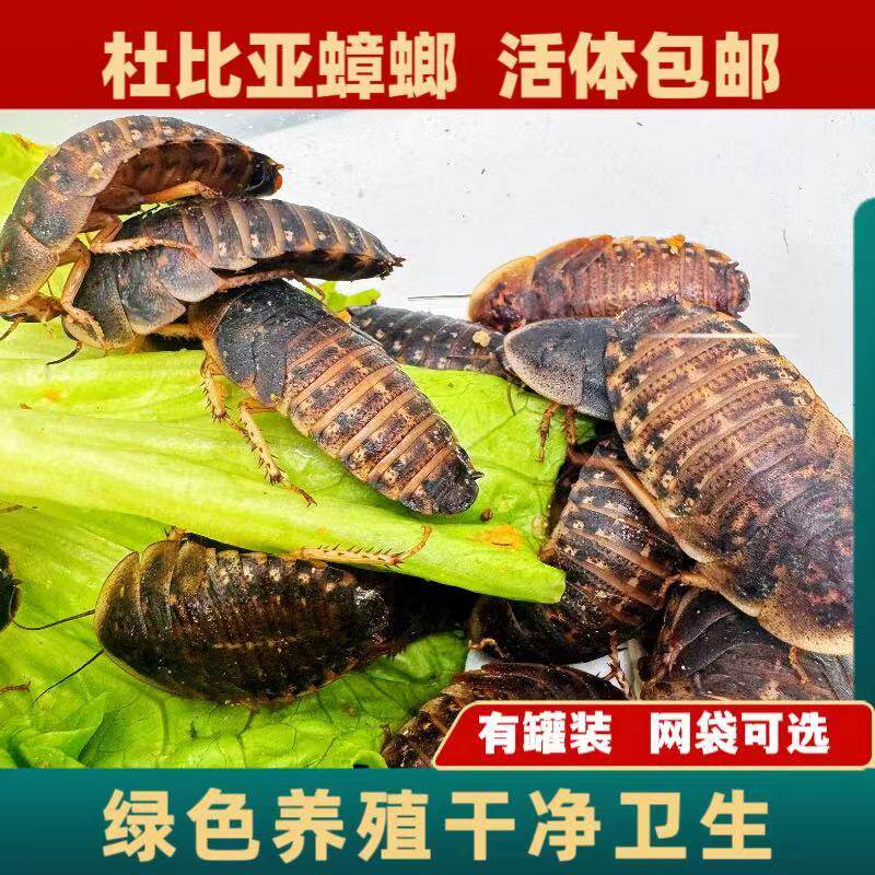 杜比亚蟑螂活虫龙鱼活体饲料蜥蜴守宫鬃狮活食八哥画眉鸟食虫子
