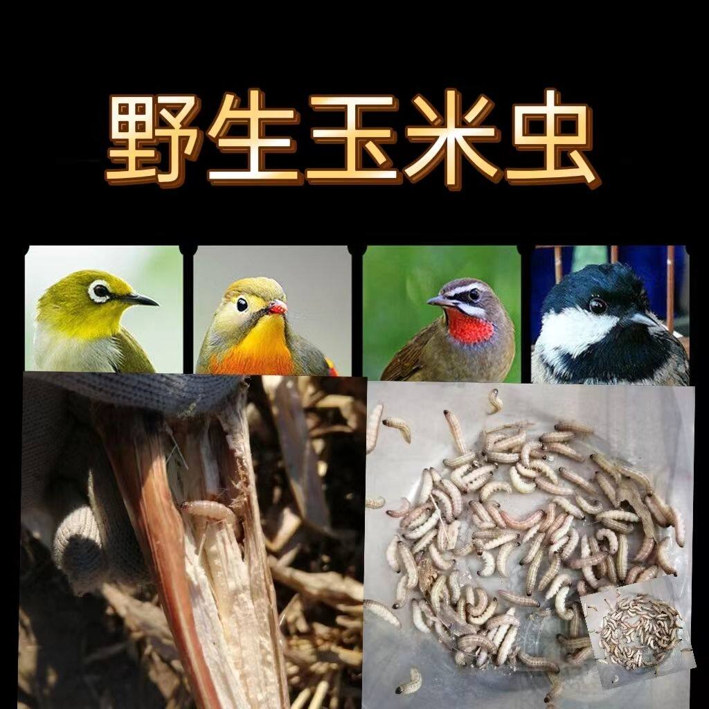 玉米虫野生鸟零食补膘不上火麦子虫麻根活虫贝子红子鹪鹩绣眼葡萄