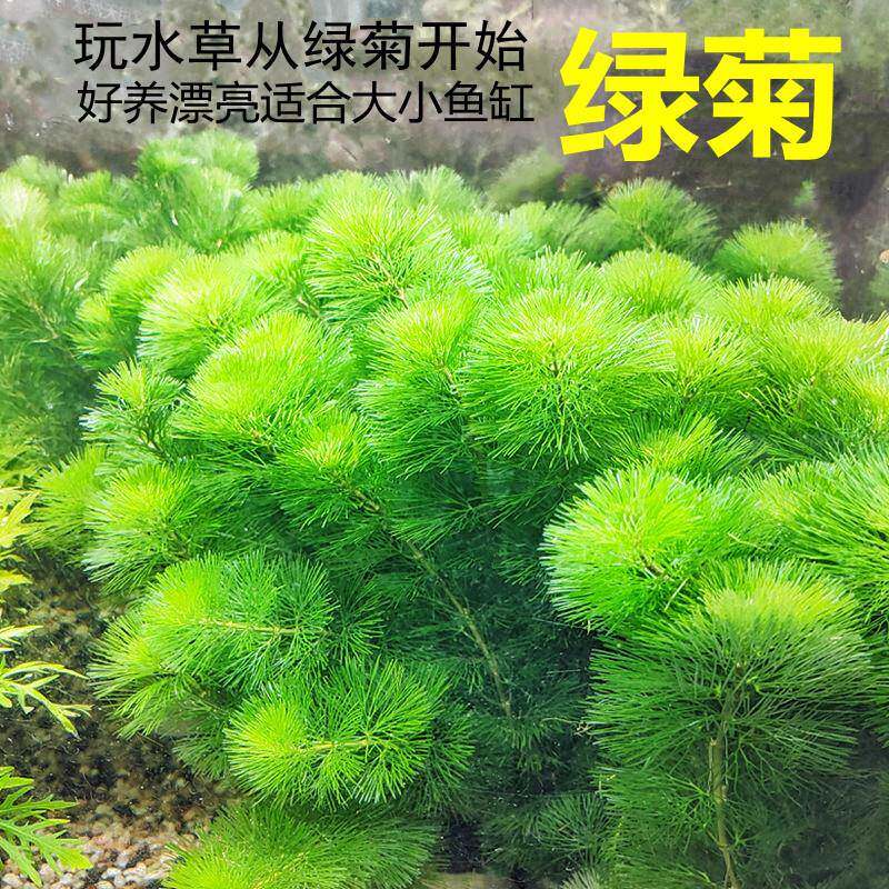 绿菊小坨草缸鱼缸造景水草场直发懒人水培增氧淡水草阴性活体植物
