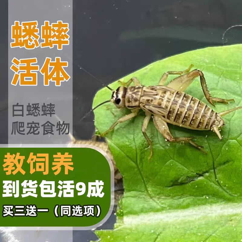 蟋蟀活体爬宠食物白蟋蟀蛐蛐蜥蜴守宫鬃狮蜘蛛蝎子粮食活食樱桃红