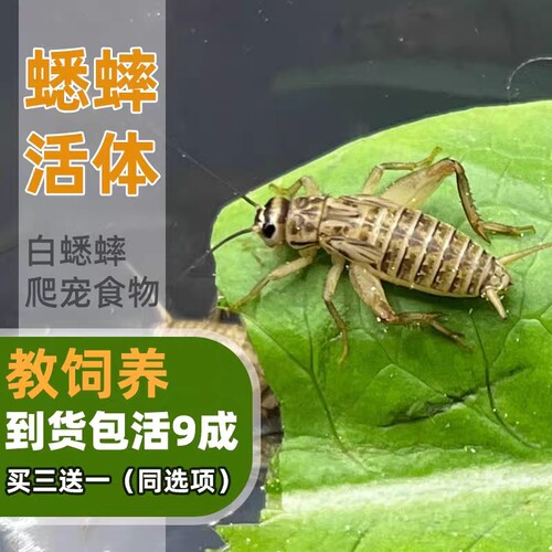蟋蟀活体爬宠食物白蟋蟀蛐蛐蜥蜴守宫鬃狮蜘蛛蝎子粮食活食樱桃红