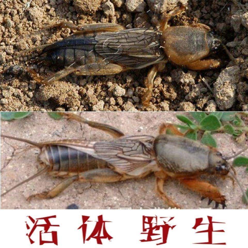 野生蝼蛄活体活物活蝼蛄中药昆虫拉拉蛄土狗子拍下现抓包活昆虫