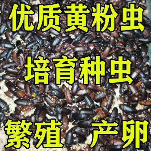 面包虫黄粉虫种虫卵母虫培育甲壳虫大麦虫成虫繁殖产卵虫蛹种虫卵