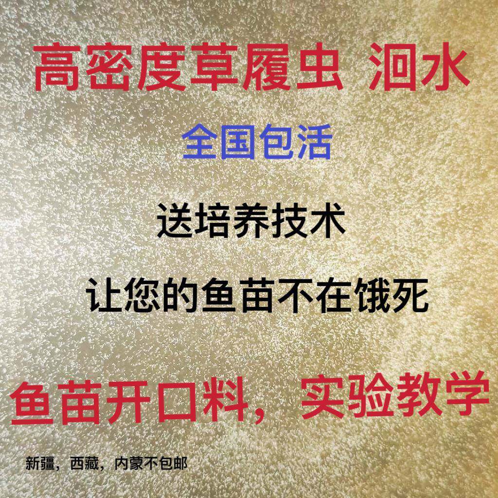 高密度大草履虫洄水斗鱼繁殖学校实验活体草履虫卵生鱼苗开口料虫