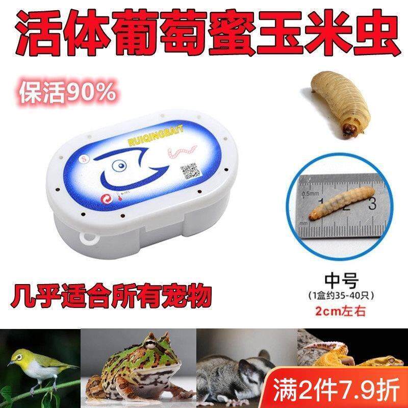 葡萄蜜虫饵料玉米虫活体虫钓饵大蜡螟幼体钓鱼饵爬宠仓鼠鸟虫粮食