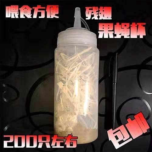 果蝇杯活体饲料大小果蝇残翅无翅树蛙螳螂活体饲料包邮