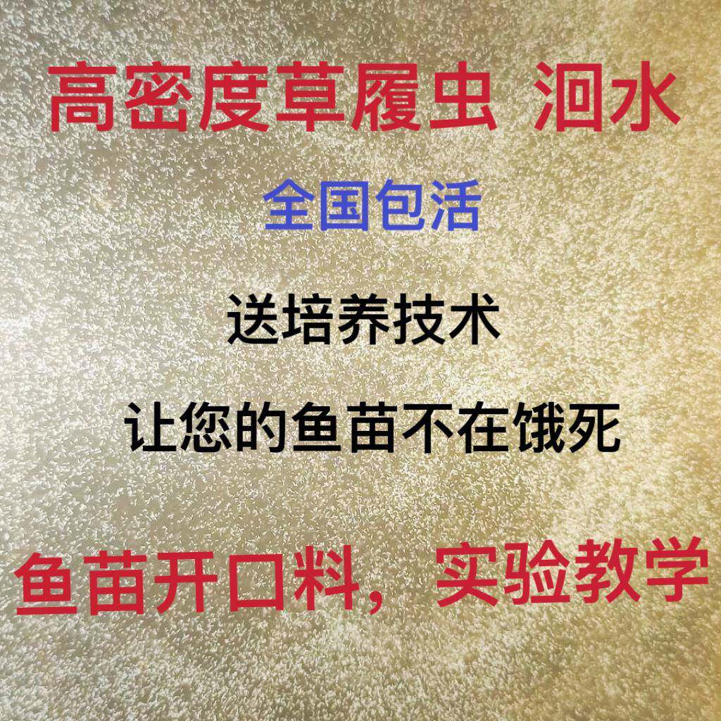 高密度大草履虫洄水斗鱼繁殖学校实验活体草履虫 卵生鱼苗开口料