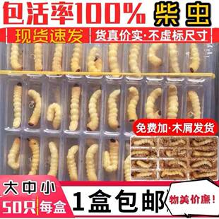 现货 贵州柴虫野生活虫新鲜天牛幼虫 鸟儿打斗比赛专用提性状膘虫
