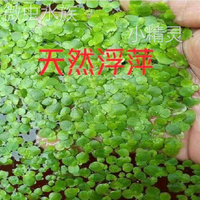 浮萍水草水葫芦养鱼龟虾水生水培植物芙蓉养鱼缸造景四季净化水质