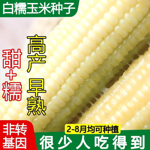 白甜糯玉米种子非转基因高产