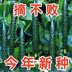 抗热王黄瓜种子刺黄瓜津研四号黄瓜种子绿皮绿肉绿心节节蔬菜种子