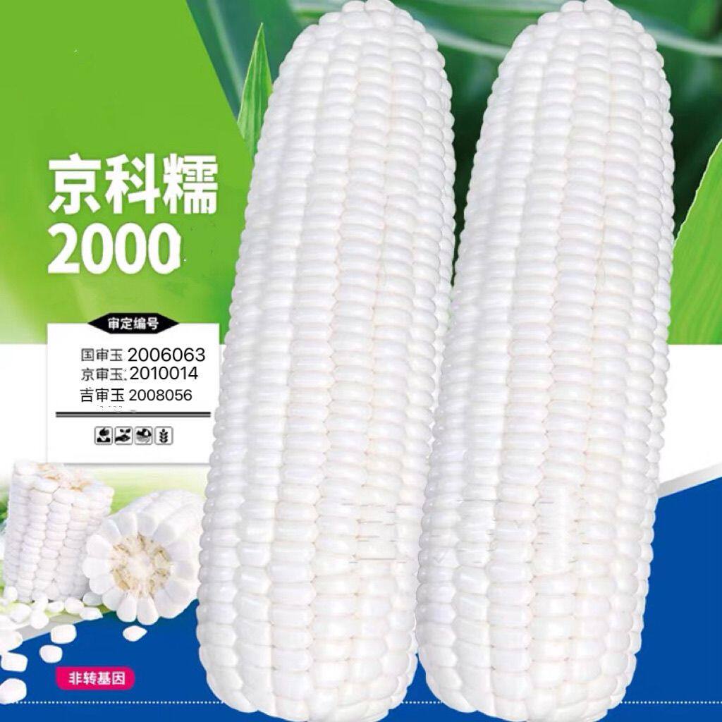 京科糯2000玉米种子高产大田粘玉米种籽早熟抗病四季白甜糯玉米孑