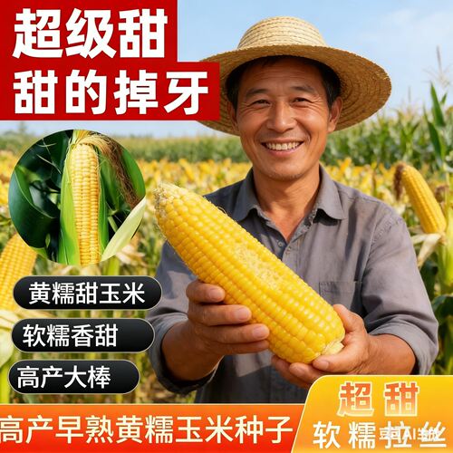 高产早熟超甜黄糯玉米种子