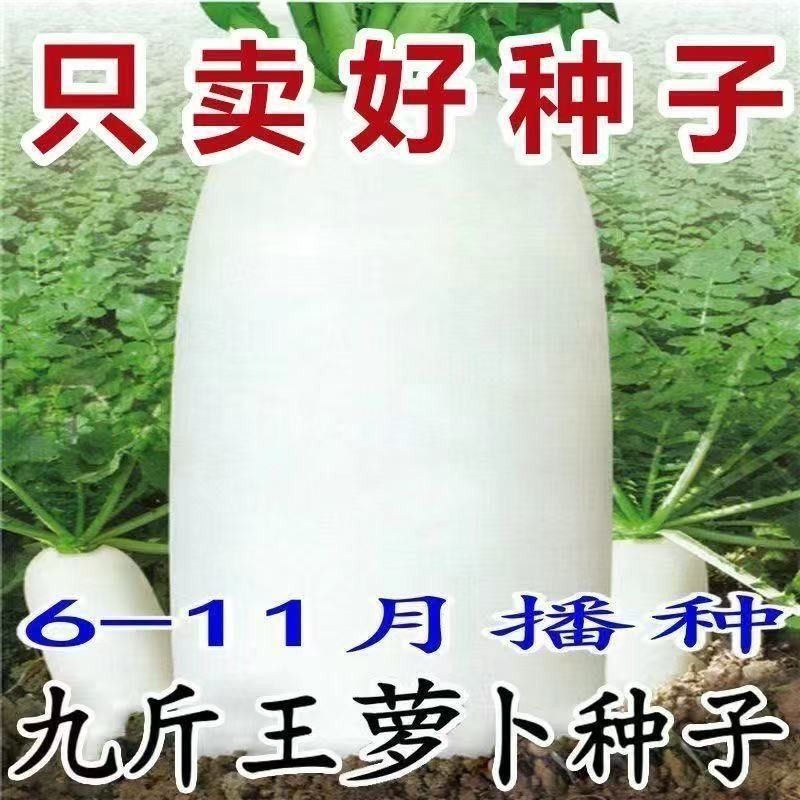 九斤王白萝卜种子春不老