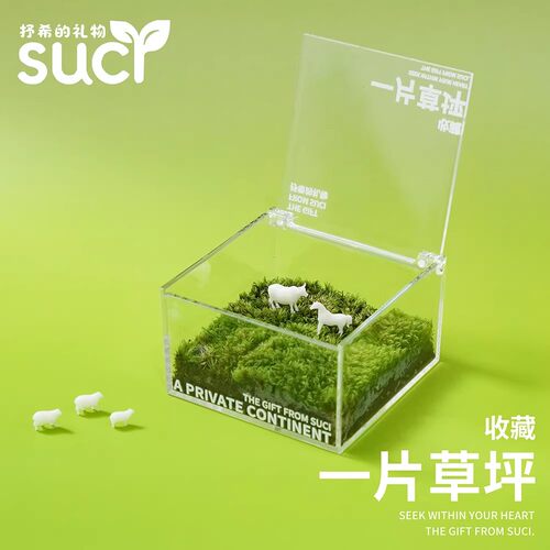 苔藓微景观懒人绿植趣味植物