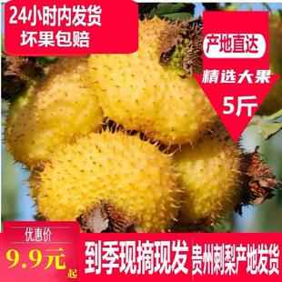 刺梨干果2024年贵州特产刺梨农家新鲜山果食用水果刺梨新品超好吃