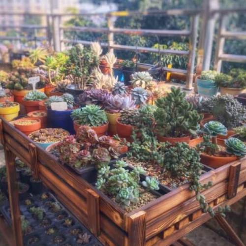 阳台实木可定制花架庭院碳化防腐木架户外多肉承重通风置物架包邮