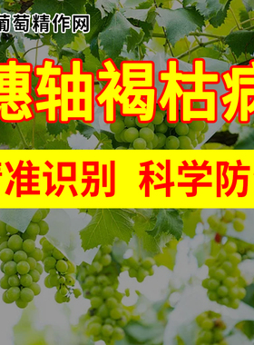 葡萄穗轴褐枯病精准识别与科学防治啶酰菌胺抑霉唑翠泽金棠妙收