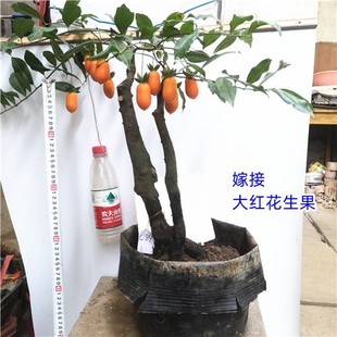 金弹子c盆景 小老桩p盆栽 观叶母桩结果 阳台庭院带果树桩熟桩