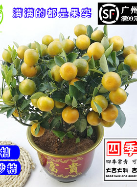 年桔四季桔d朱砂桔金桔盆栽绿植带果发货好养耐寒耐热阳台庭院植