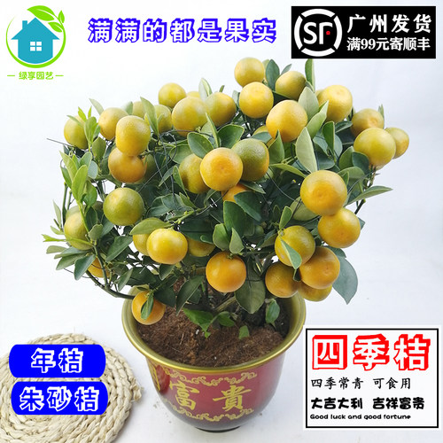 年桔四季桔d朱砂桔金桔盆栽绿植带果发货好养耐寒耐热阳台庭院植