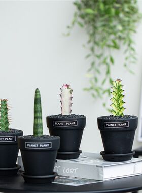 潮流块根多肉植物组合盆栽虎v皮兰大戟科仙人柱仙人掌桌面绿植礼