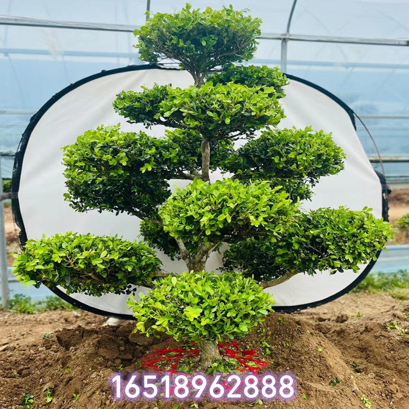 黄杨造型树盆景别墅盆栽庭院地栽B耐寒四季常青不落叶植物一物一