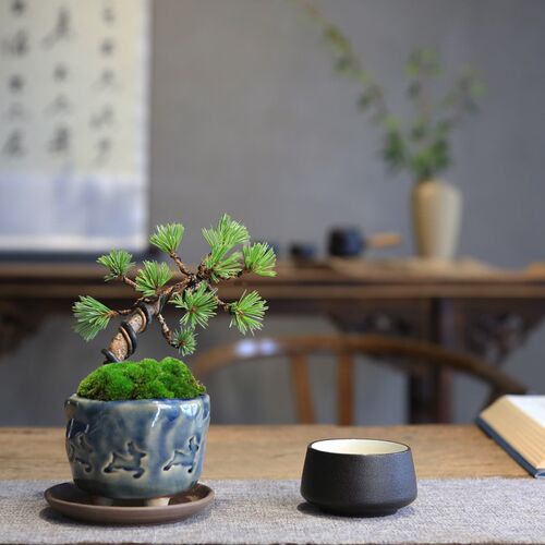 造型盆景短针宫岛五针松中式松树小盆栽四季常青不落W叶茶室小植
