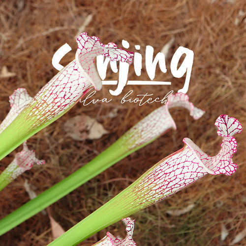 【限量超值大植株】大型白瓶子草/阿巴拉契科拉国U家公园食虫植物