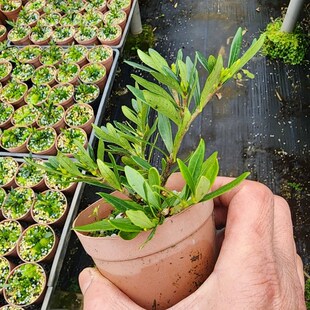米叶雀舌,华系栀子花品种,多K季开花,小型栀子花