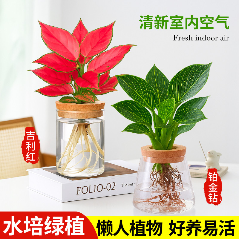 铂金钻水培植物吉利红小盆栽万年青桌面办公室绿植摆件高级感客厅图片