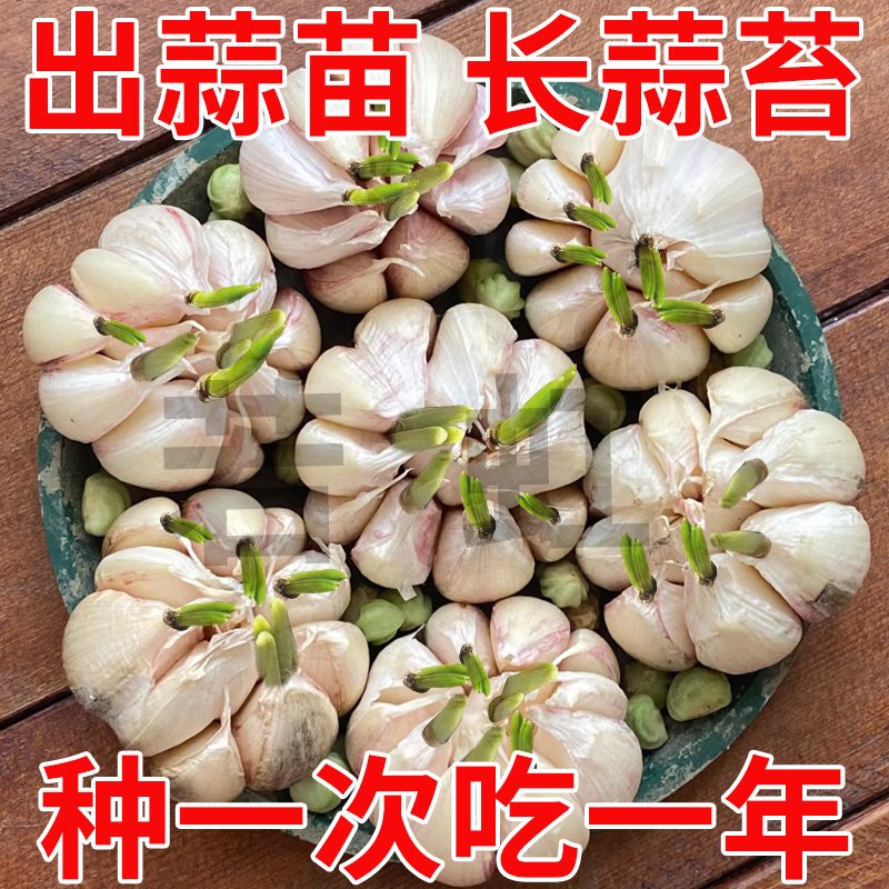 大蒜种子种籽长蒜苔头蒜种蒜苗红皮紫皮干蒜四季蒜子苗种蒜苗种籽