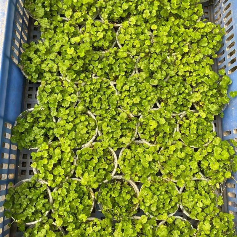 迷你天湖葵果冻杯鱼缸造景前中景带根天胡荽水草场直发淡水草植物