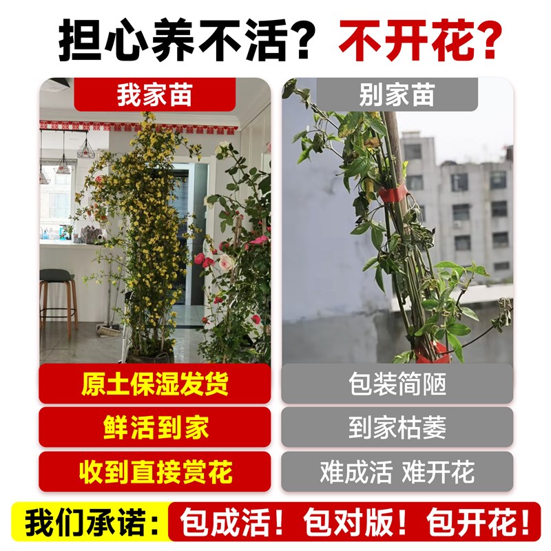 黄木香盆栽爬藤植物花卉大苗老桩重瓣白木香树苗阳台庭院四季开花