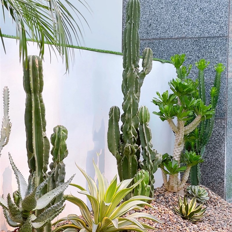 花池景观植物沙生植物仙人掌组合户外植物庭院绿化仙人掌盆栽