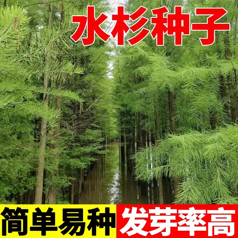 水杉树种子当年新采种梳子杉绿化树木园林庭院景观高直壮挺拔树木
