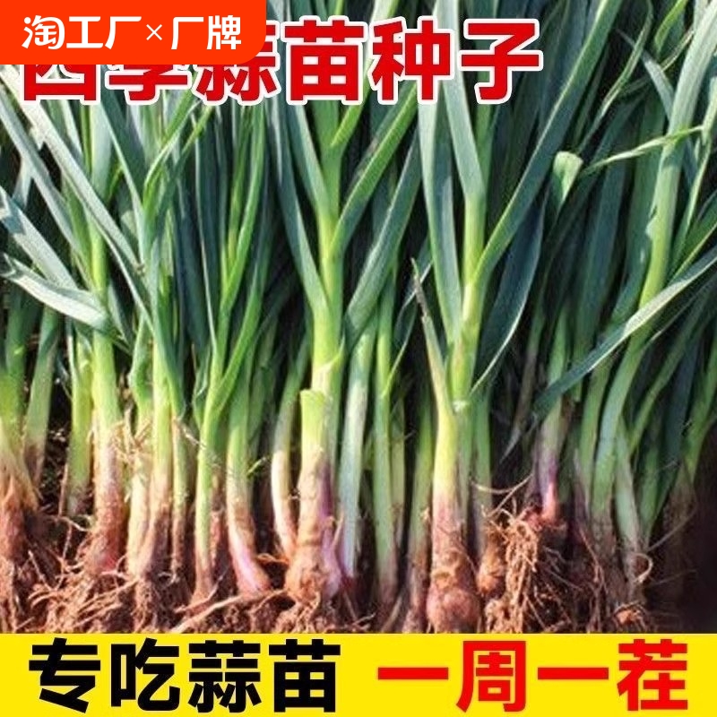 四季宽叶蒜苗种大子籽头红
